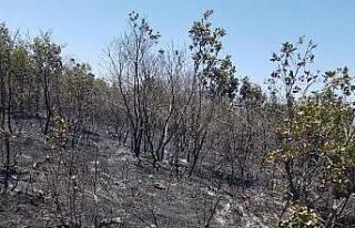 Diyarbakır’da 6 ay içerisinde 25 adet orman yangını...