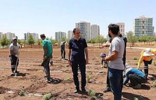 Diyarbakır’da tıbbi aromatik bitkiler bahçesi...