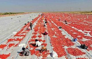 Diyarbakır’dan Avrupa’ya kuru domates ihracatı