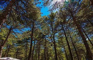 Doğasıyla cezbeden Kefe Yaylası misafirlerini bekliyor