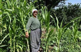 Domuz sürüsünün dadandığı mahallede vatandaşlar...