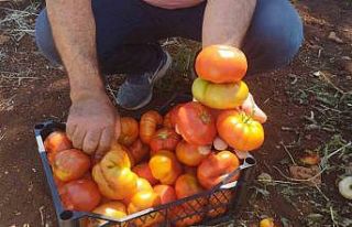 Dönüm başı 30 ton ürün alan üretici yerli domatesi...