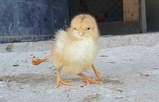 Dört ayaklı civciv görenleri şaşırttı