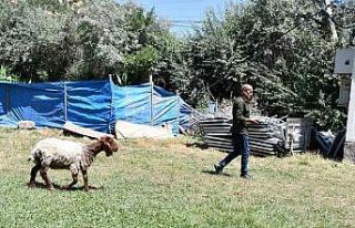 Düğünde kesilmemek için sahibinin elinden kaçan...