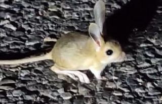 Dünyada kırmızı listede bulunan Arap tavşanı...