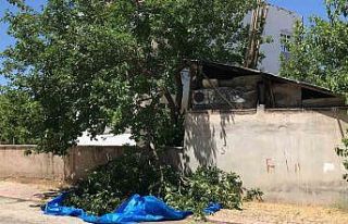 Dut silkelerken ağaçtan düşen adam hayatını...