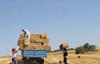 Edirne’de balya işçilerinin kavurucu sıcakta...