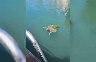 Edremit sahillerinde caretta caretta görüntülendi