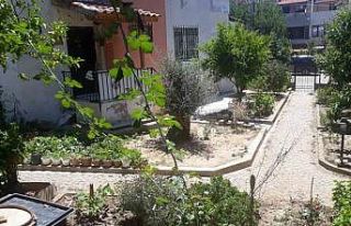 Edremit’te aç kalan tilkiler şehre indi