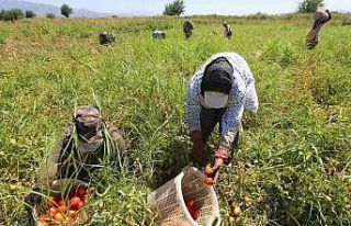 Efeler’in domateslerin hasat ediliyor