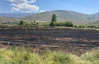 Ekili 10 dekar tarla küle döndü