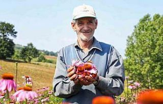 Ekinezya hasat için gün sayıyor