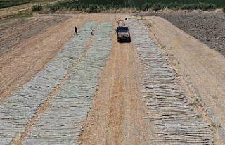 ’El Nino’ sıcağında zorlu tütün kurutma mesaisi