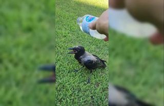 El Nino sıcakları hayvanları da etkiledi, imdatlarına...