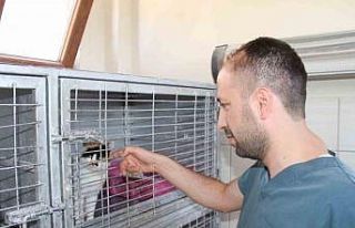 Elazığ Belediyesi Geçici Hayvan Bakım Merkezinde...