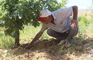 Elazığ’da 3 dönüme ektiği trüf mantarının...