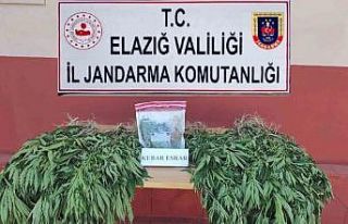 Elazığ’da 462 kök kenevir bitkisi ele geçirildi