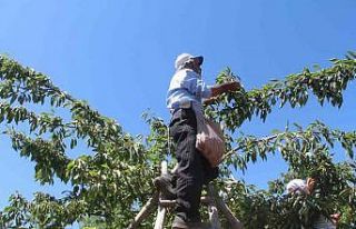 Elazığ’da 7 bin dekar alanda kiraz hasadı sürüyor