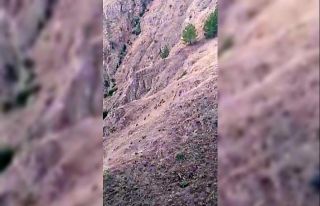 Elazığ’da aç kalan domuzlar bahçeleri talan...