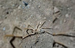 Elazığ’da et yiyen ’Sarıkız örümceği’...