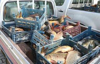 Elazığ’da ilk 6 ayda, 10 ton kaçak balık ele...