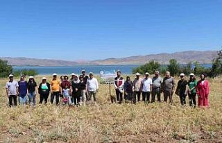 Elazığ’da kadın çiftçiler nohut hasadına başladı