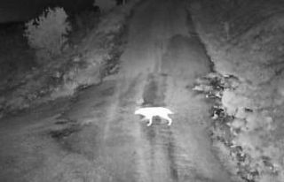 Elazığ’da köye inen kurt sürüsü görüntülendi