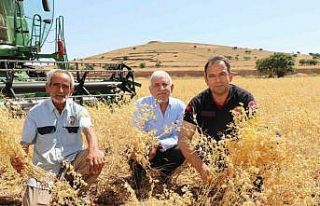 Elazığ’da nohut hasadı