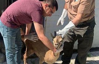 Elazığ’da tedavisi tamamlanan yaban keçisi doğaya...
