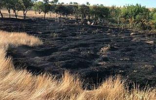 Elazığ’daki bahçe yangınında 10 dönüm alan...