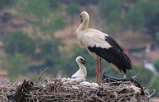 Elektrik telinden taşınan leylek yuvasındaki yavrular...