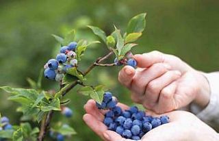 En iyi maviyemiş zor belirlendi