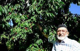 Erzincan’da daha önce görülmemiş kiraz rekoltesi
