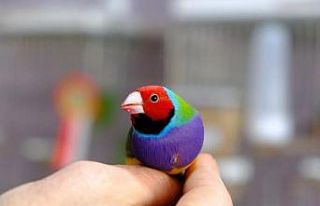 Erzincan’da kiraladığı dairede dünyaca ünlü...