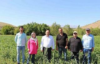 Erzincan’da patates projesi başarıyla uygulanıyor