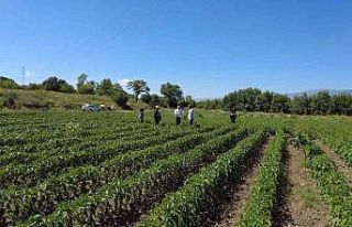 Erzincan’da sebze üretimi artıyor