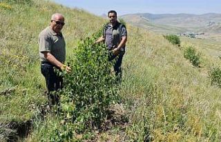 Erzurum Orman Bölge Müdürü Ayatay, Ağrı’da