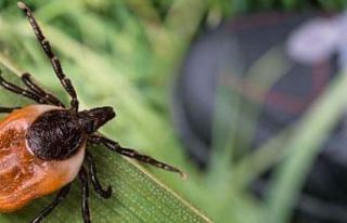 Erzurum’da kuzey ilçeleri kene açısından riskli