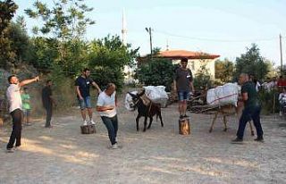 Eşeğe saman balyası yüklemek için kıyasıya...