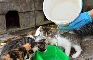 Esenyurt Belediyesi can dostları için seferber oldu