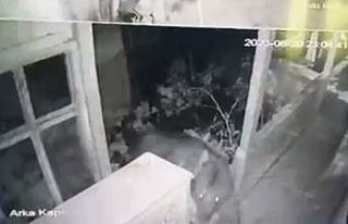 Ev girmeye çalışan ayı güvenlik kamerasına yansıdı