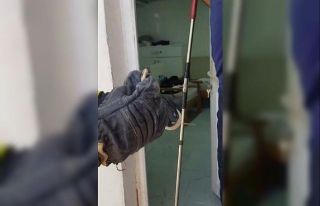 Eve giren yılan doğal yaşam alanına bırakıldı