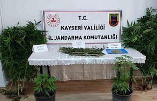 Evinde kenevir yetiştiren şahıs yakalandı