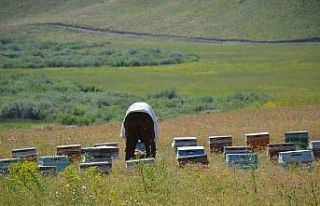 Faraşin ve Avaspi yaylaları 40 bin arılı kovana...