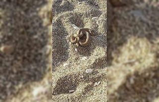 Filyos sahilinde çıkan yılan korkuttu