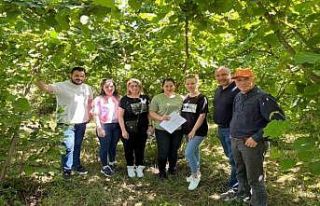Fındık rekoltesi doğuda düşüyor, batıda yükseliyor