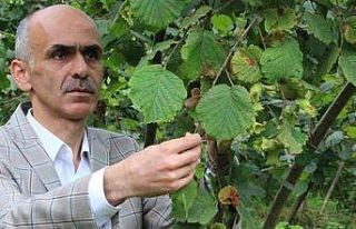 Fındıkta rekolte çalışmalarına başlandı