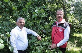 Fındıkta rekolte tespit çalışmaları başladı