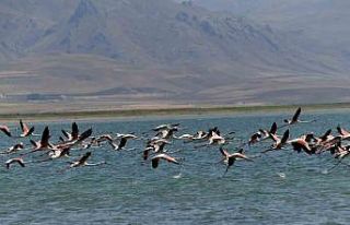 Flamingolar kuraklığa rağmen Erçek Gölü’nde