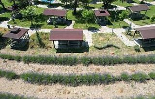 Gediz’de lavanta bahçesi görsel şölen sunuyor